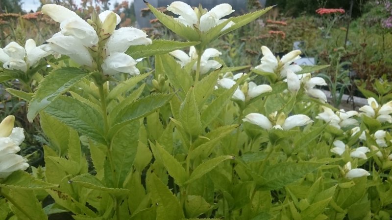 Chelone obliqua 'Alba' Хелоне косая